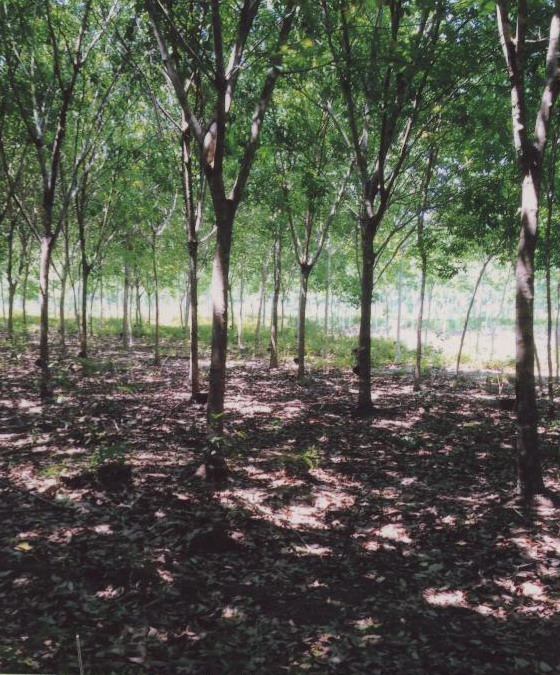 รูปที่ดินว่างเปล่า ทุ่งสง นาบอน นครศรีธรรมราช