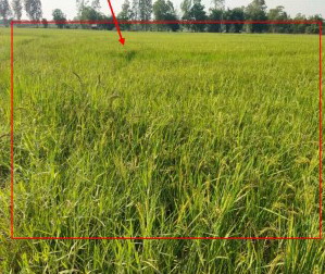 รูปที่ดินว่างเปล่า โพนทอง เมืองกาฬสินธุ์ กาฬสินธุ์