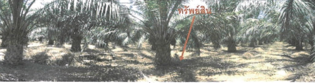 รูปที่ดินว่างเปล่า จันดี ฉวาง นครศรีธรรมราช