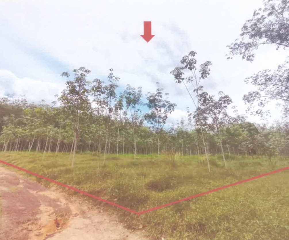 รูปที่ดินว่างเปล่า โคกม่วง คลองหอยโข่ง สงขลา