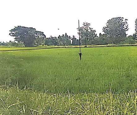 รูปที่ดินว่างเปล่า หนองกุง น้ำพอง ขอนแก่น