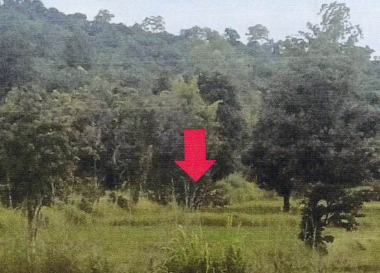 รูปที่ดินว่างเปล่า สารภี โพธิ์ไทร อุบลราชธานี