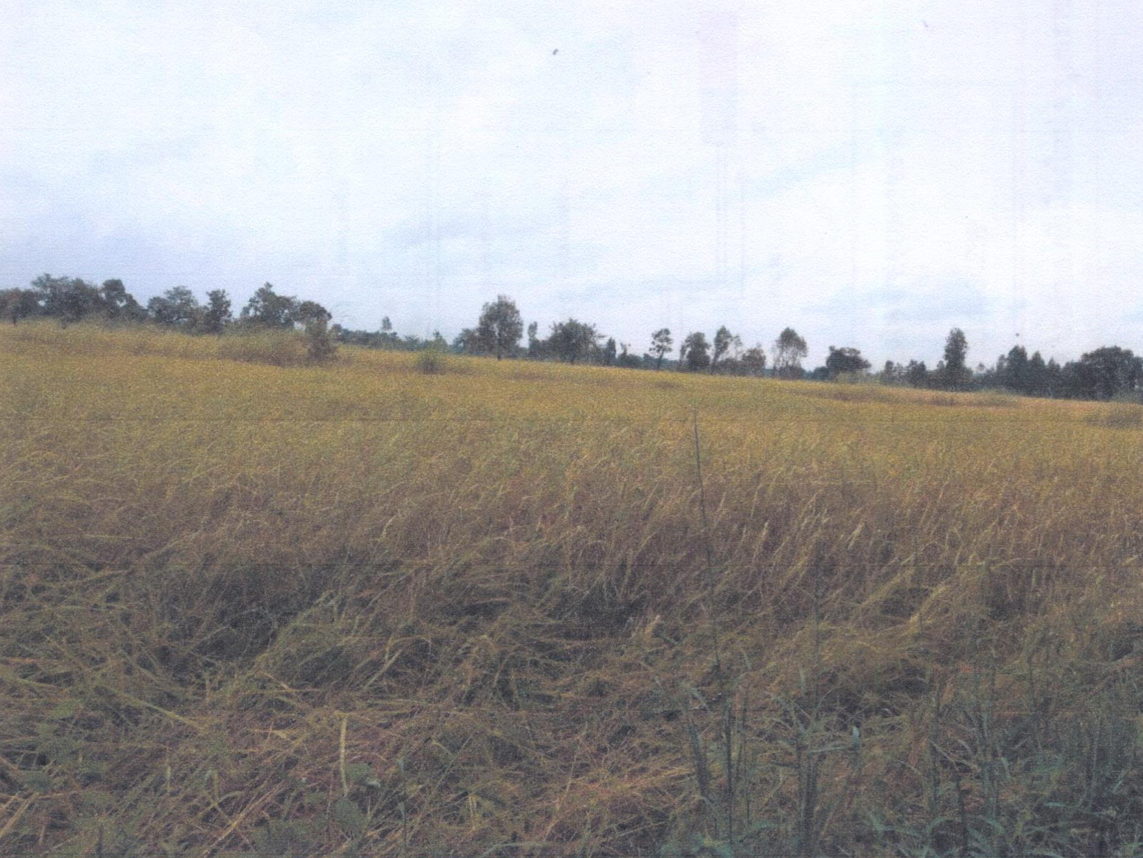 รูปที่ดินว่างเปล่า นาคำ ศรีเมืองใหม่ อุบลราชธานี