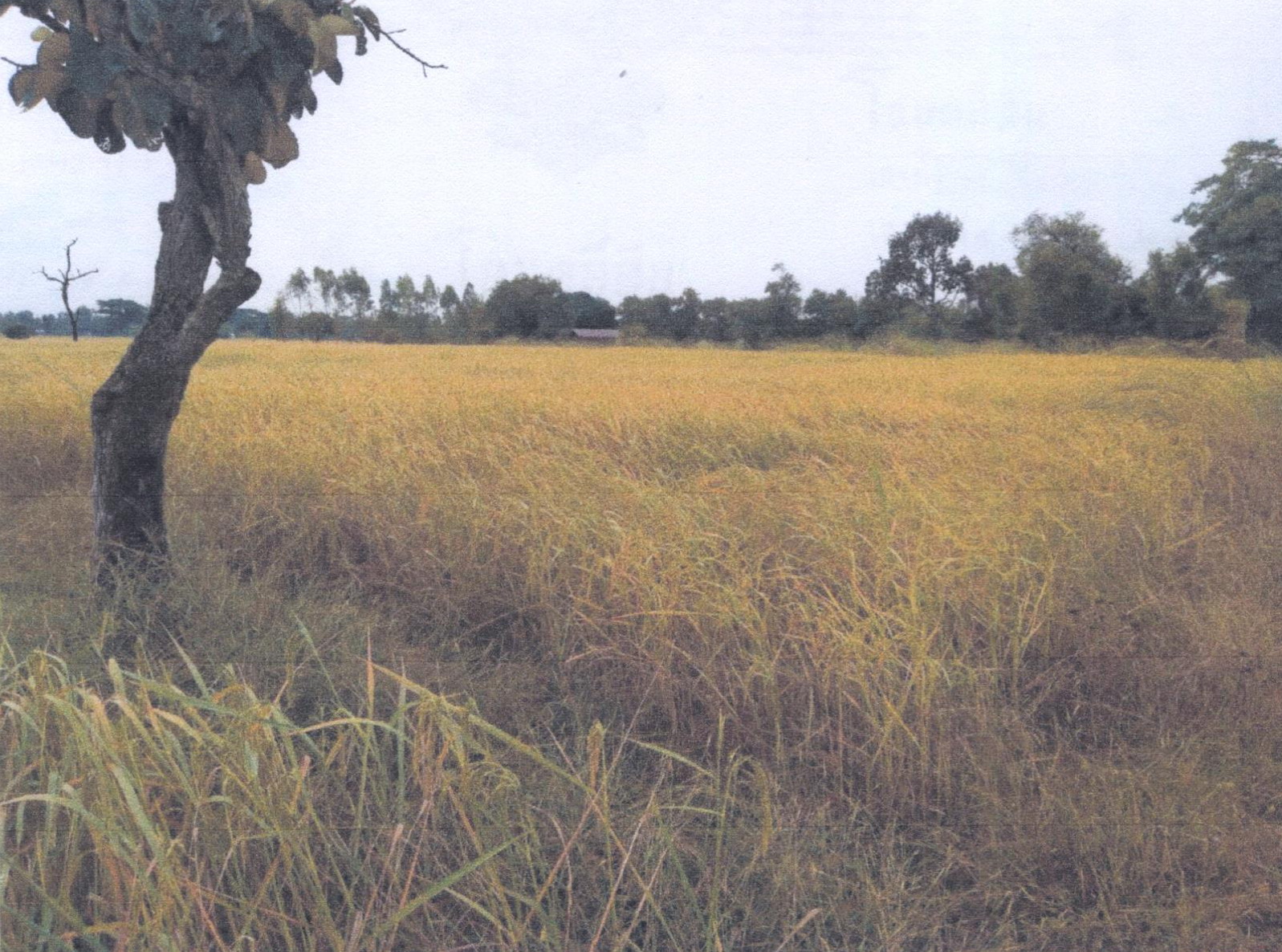 รูปที่ดินว่างเปล่า นาคำ ศรีเมืองใหม่ อุบลราชธานี