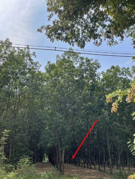 รูปที่ดินว่างเปล่า หนองวัวซอ หนองวัวซอ อุดรธานี