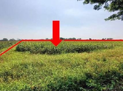 รูปที่ดินว่างเปล่า หนองแขม พรหมพิราม พิษณุโลก