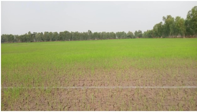 รูปที่ดินว่างเปล่า พรหมพิราม พรหมพิราม พิษณุโลก
