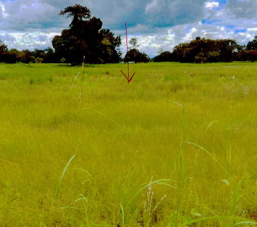 รูปที่ดินว่างเปล่า หนองไฮ เมืองศรีสะเกษ ศรีสะเกษ