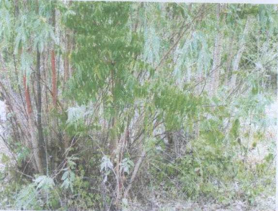 รูปที่ดินว่างเปล่า เขาใหญ่ ชะอำ เพชรบุรี