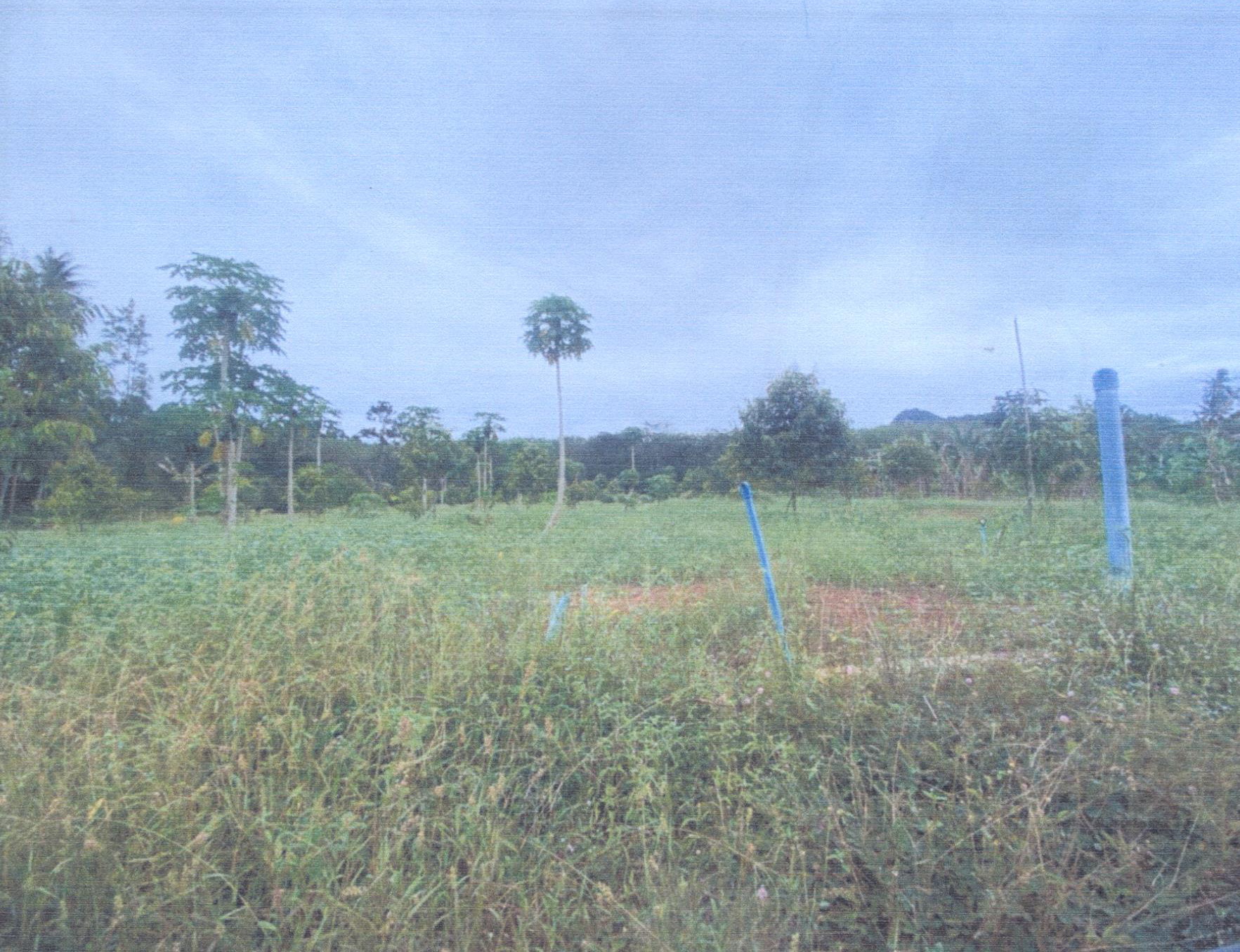 รูปที่ดินว่างเปล่า ท้องเนียน ขนอม นครศรีธรรมราช