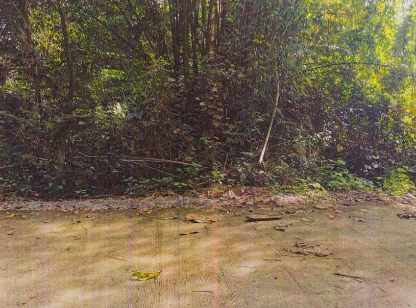 รูปที่ดินว่างเปล่า วังกระโจม เมืองนครนายก นครนายก