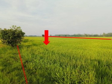 รูปที่ดินว่างเปล่า วังวน พรหมพิราม พิษณุโลก
