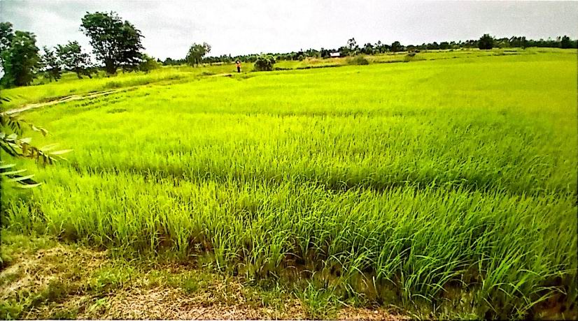 รูปที่ดินว่างเปล่า เหล่าอ้อย ร่องคำ กาฬสินธุ์