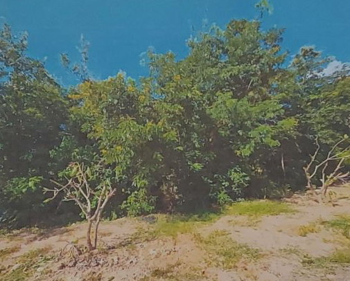 รูปที่ดินว่างเปล่า หนองบัวสันตุ ยางสีสุราช มหาสารคาม