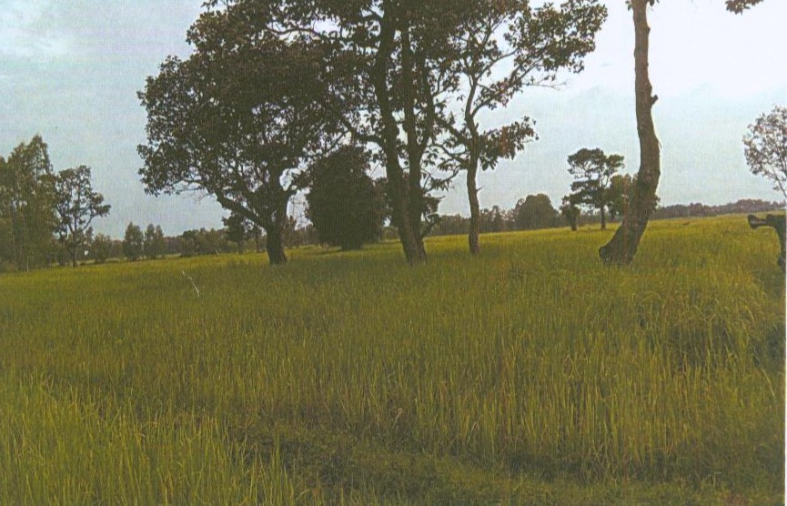 รูปที่ดินว่างเปล่า อุ่มเม้า ธวัชบุรี ร้อยเอ็ด