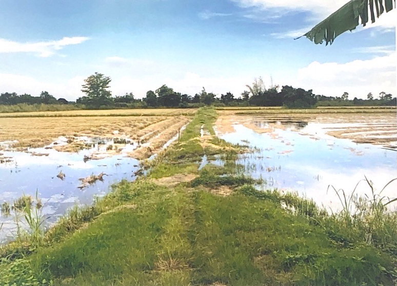 รูปที่ดินว่างเปล่า ชุมแสงสงคราม บางระกำ พิษณุโลก