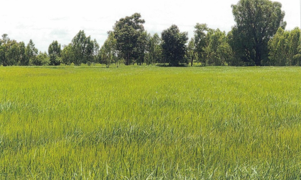 รูปที่ดินว่างเปล่า หนองหมื่นถ่าน อาจสามารถ ร้อยเอ็ด