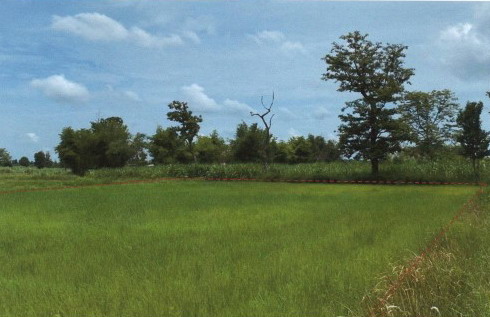รูปที่ดินว่างเปล่า หนองสรวง หนองกุงศรี กาฬสินธุ์