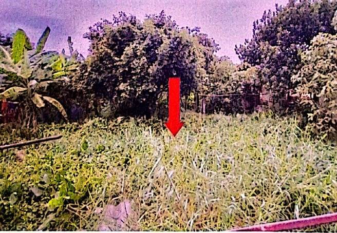 รูปที่ดินว่างเปล่า คู้ฝั่งเหนือ หนองจอก กรุงเทพมหานคร