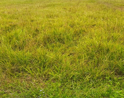 รูปที่ดินว่างเปล่า คูขุด สทิงพระ สงขลา