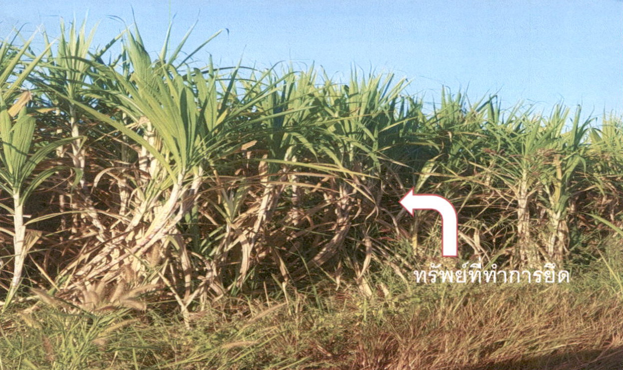 รูปที่ดินว่างเปล่า ห้วยเม็ก ห้วยเม็ก กาฬสินธุ์