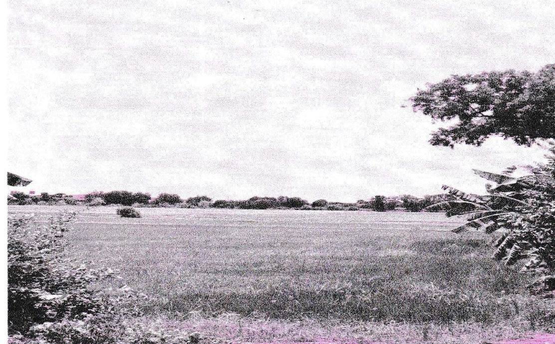 รูปที่ดินว่างเปล่า บ้านปทุม สามโคก ปทุมธานี