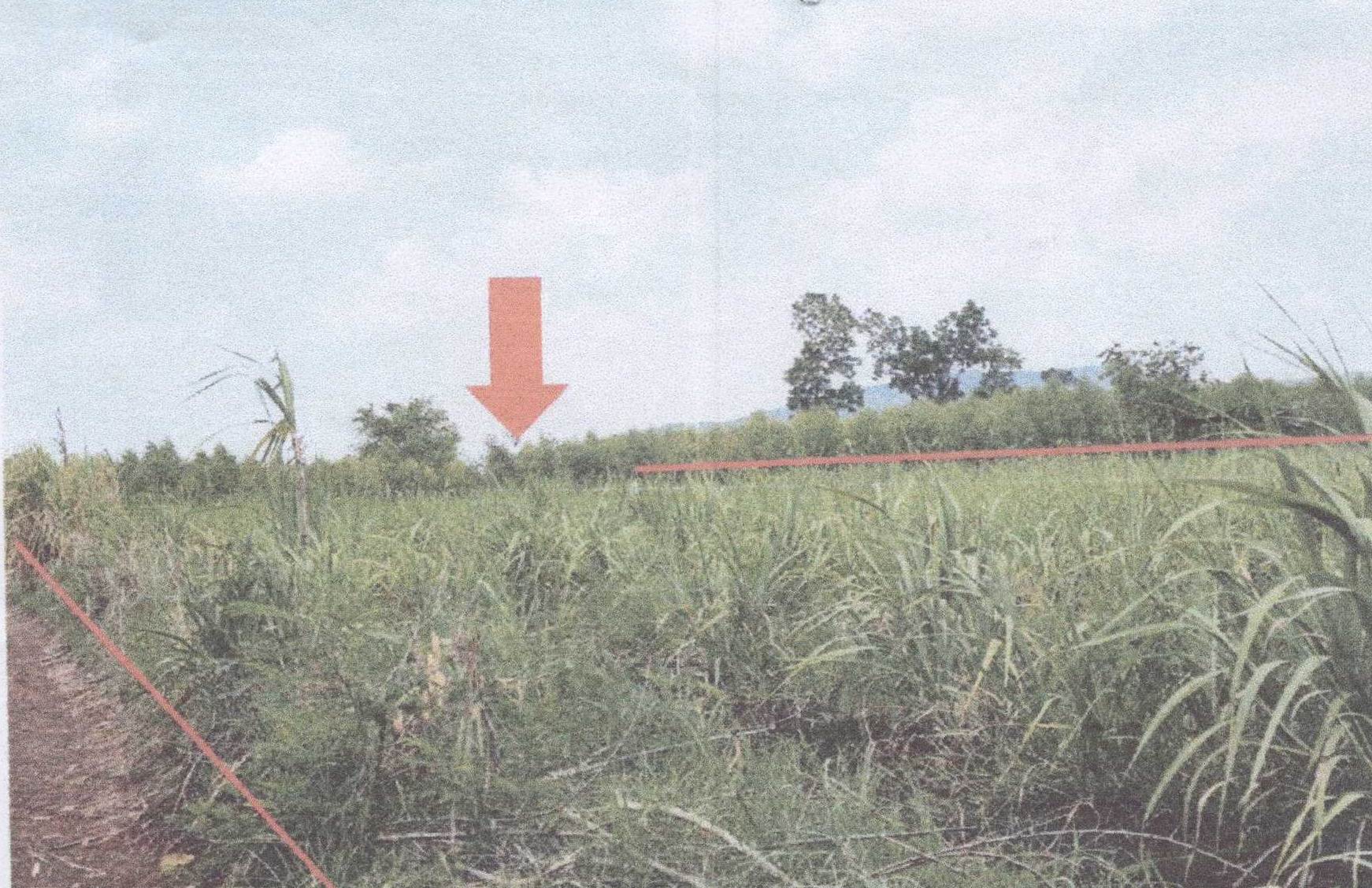 รูปที่ดินว่างเปล่า เพนียด โคกสำโรง ลพบุรี