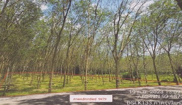 รูปที่ดินว่างเปล่า นาหมื่นศรี นาโยง ตรัง