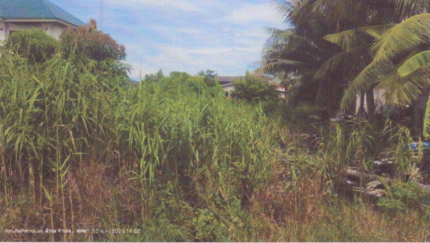รูปที่ดินว่างเปล่า ท่าบอน ระโนด สงขลา