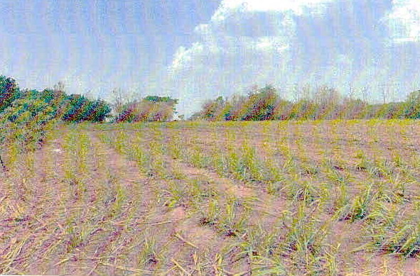 รูปที่ดินว่างเปล่า หนองหญ้าปล้อง วังสะพุง เลย