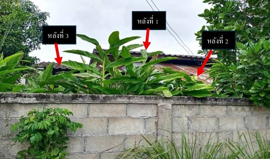 รูปที่ดินพร้อมสิ่งปลูกสร้าง ป่าสัก ภูซาง พะเยา