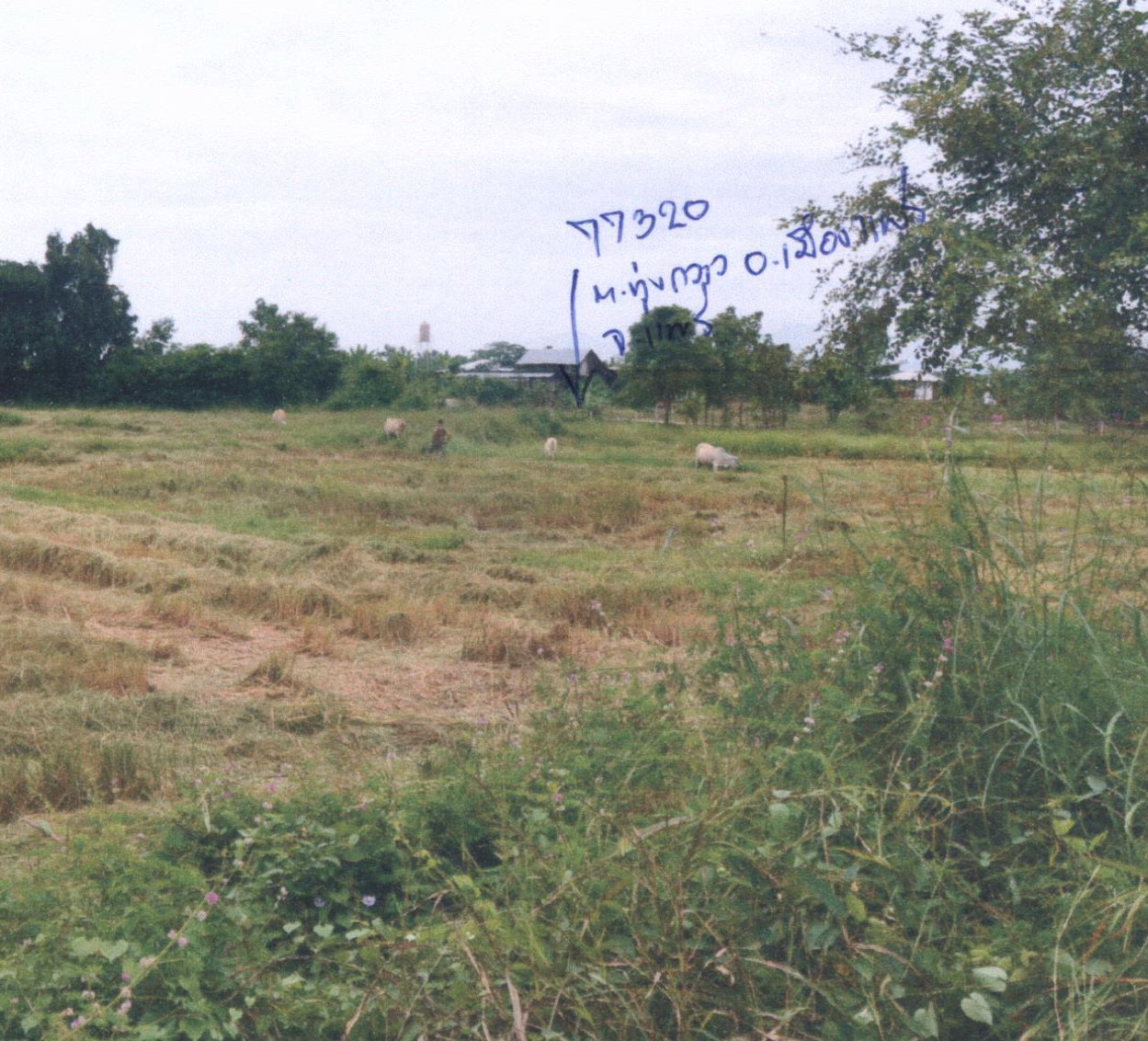 รูปที่ดินว่างเปล่า ทุ่งกวาว เมืองแพร่ แพร่