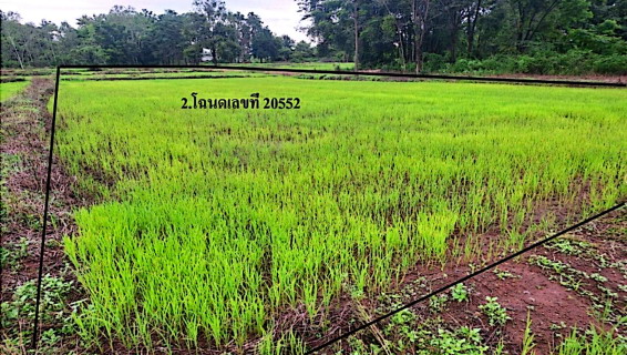 รูปที่ดินว่างเปล่า ดงขุย ชนแดน เพชรบูรณ์