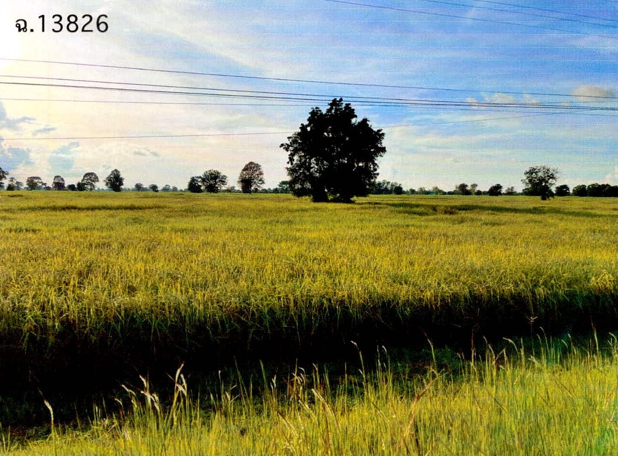 รูปที่ดินว่างเปล่า หนองบัว ศีขรภูมิ สุรินทร์