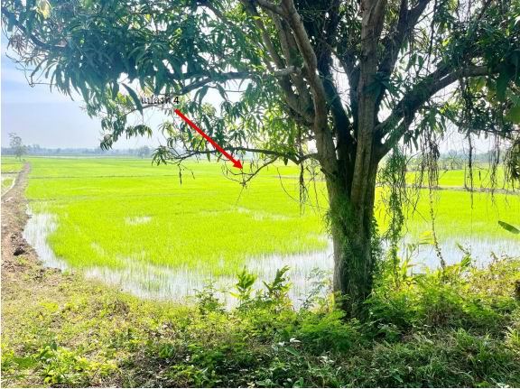 รูปที่ดินว่างเปล่า ท่าตูม เมืองมหาสารคาม มหาสารคาม