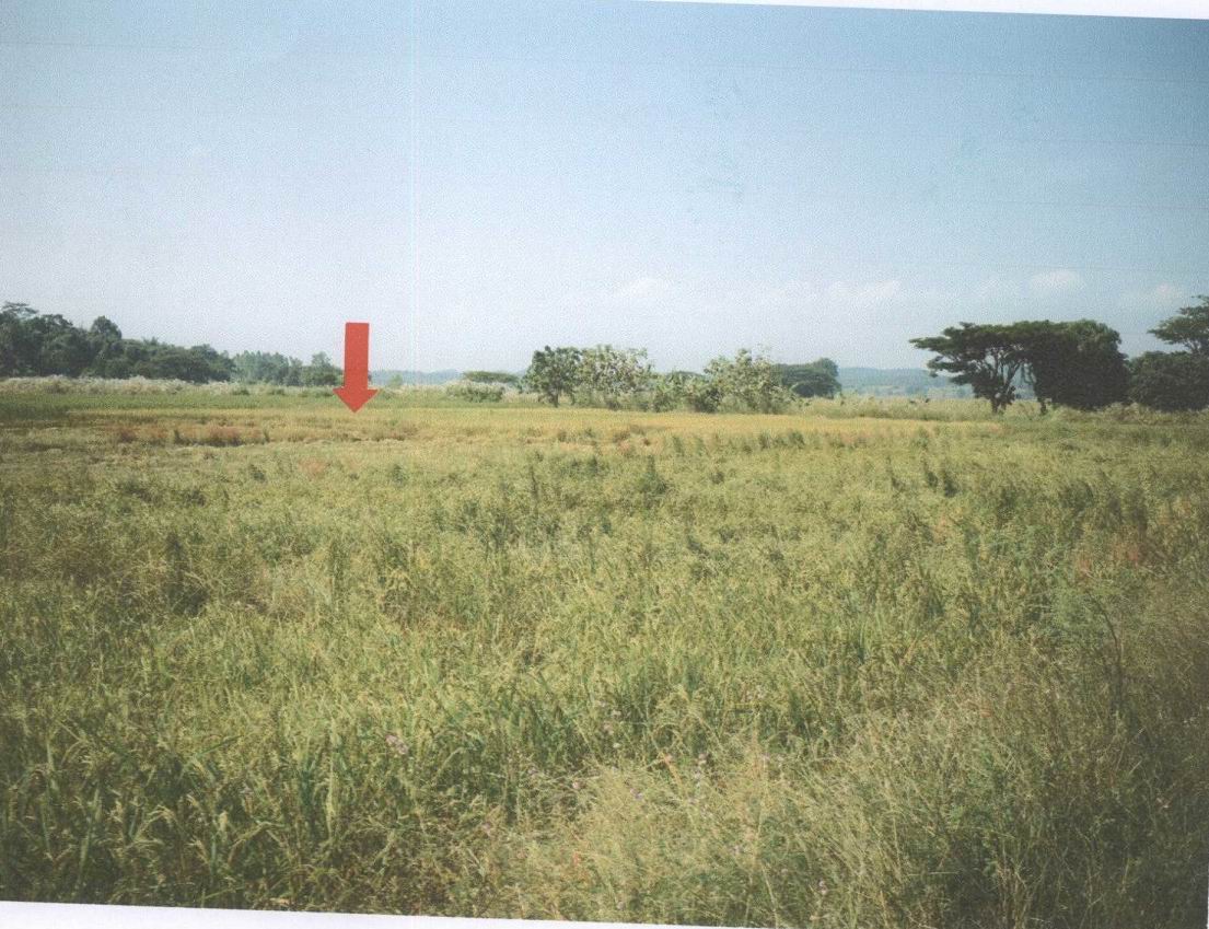 รูปที่ดินว่างเปล่า ดอยลาน เมืองเชียงราย เชียงราย