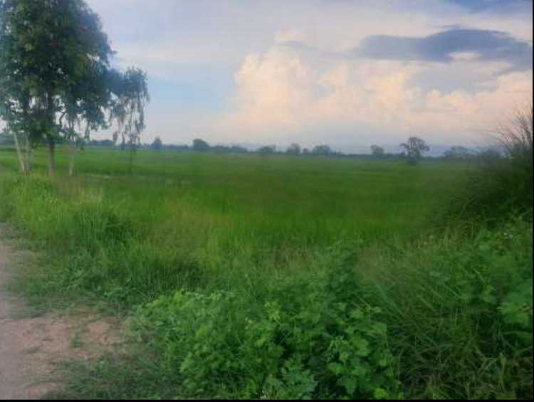 รูปที่ดินว่างเปล่า ทานตะวัน พาน เชียงราย