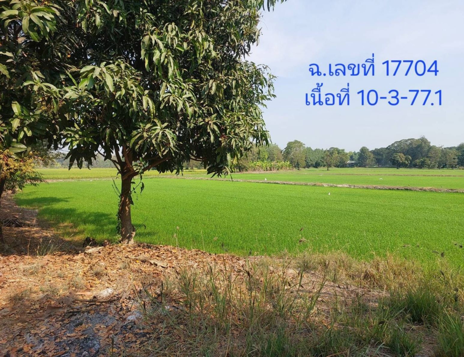 รูปที่ดินว่างเปล่า บางระกำ บางระกำ พิษณุโลก