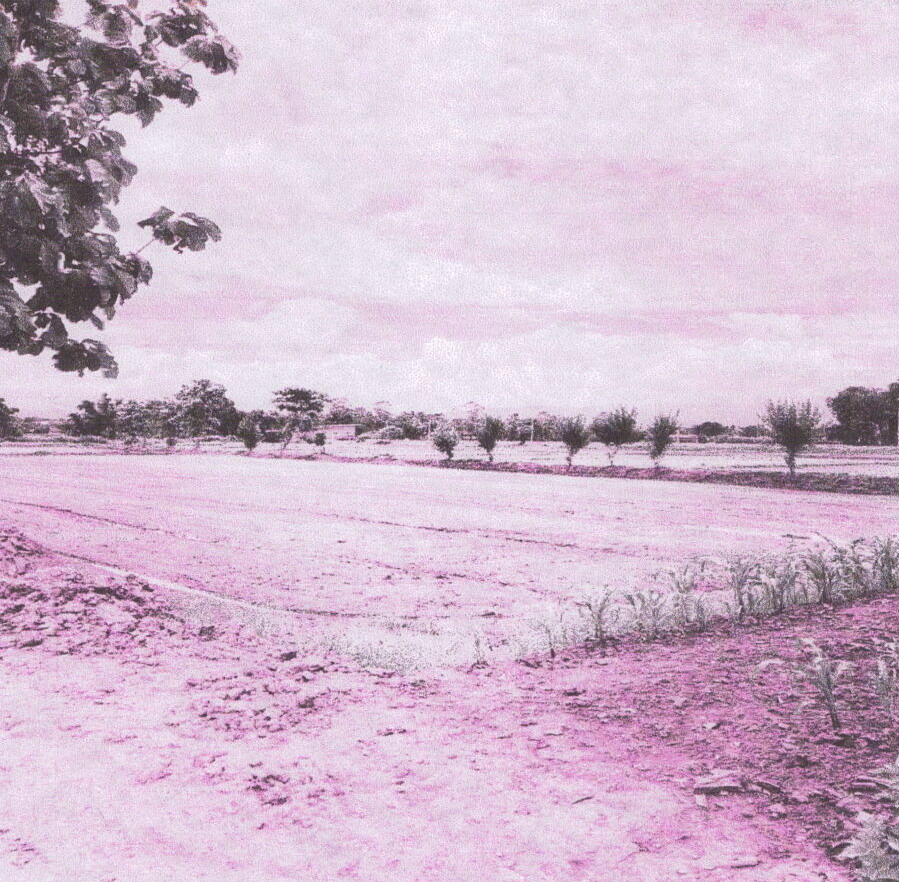 รูปที่ดินว่างเปล่า ป่าซาง แม่จัน เชียงราย