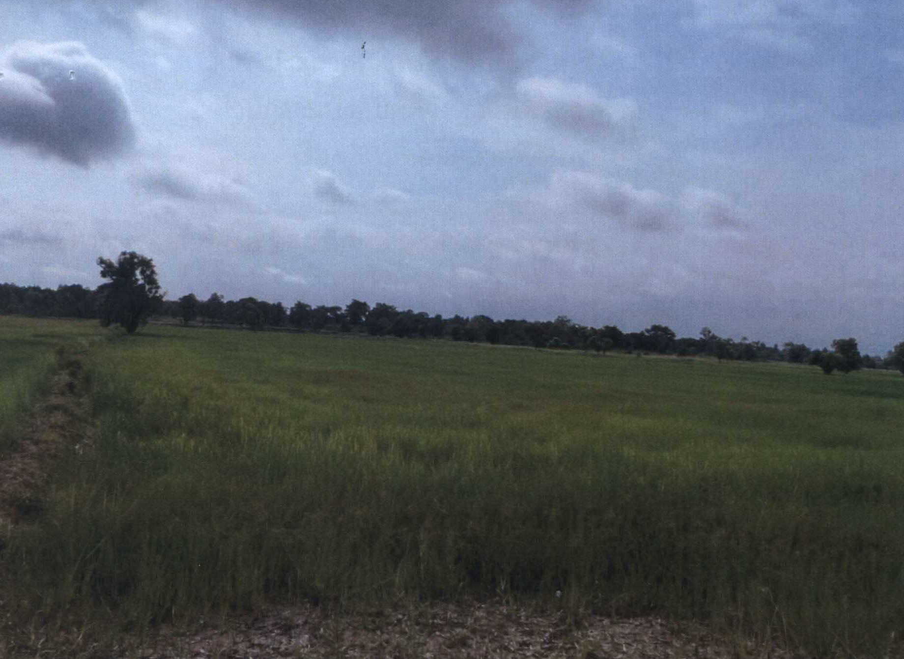รูปที่ดินว่างเปล่า นาสีนวน กันทรวิชัย มหาสารคาม