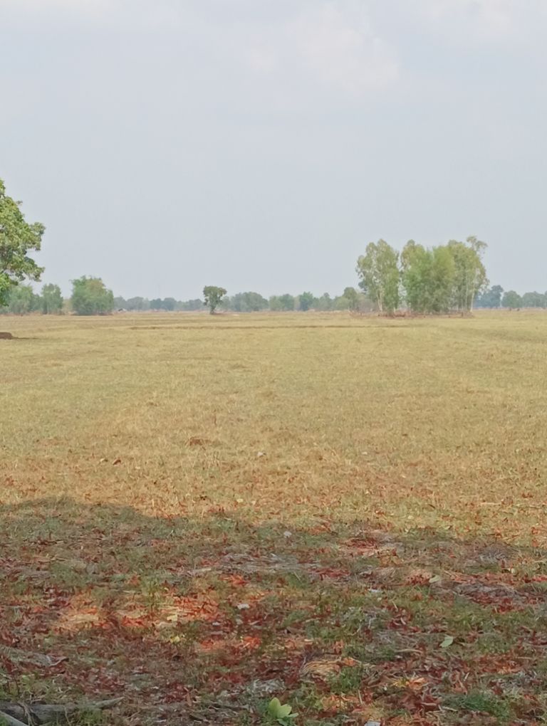 รูปที่ดินว่างเปล่า ก้ามปู พยัคฆภูมิพิสัย มหาสารคาม