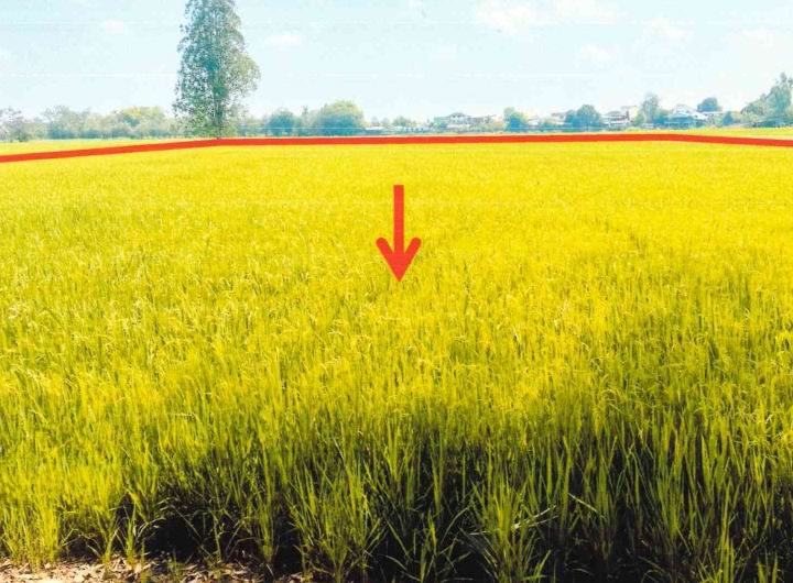 รูปที่ดินว่างเปล่า บ้านกร่าง กงไกรลาศ สุโขทัย