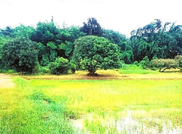 รูปที่ดินว่างเปล่า น้ำแวน เชียงคำ พะเยา