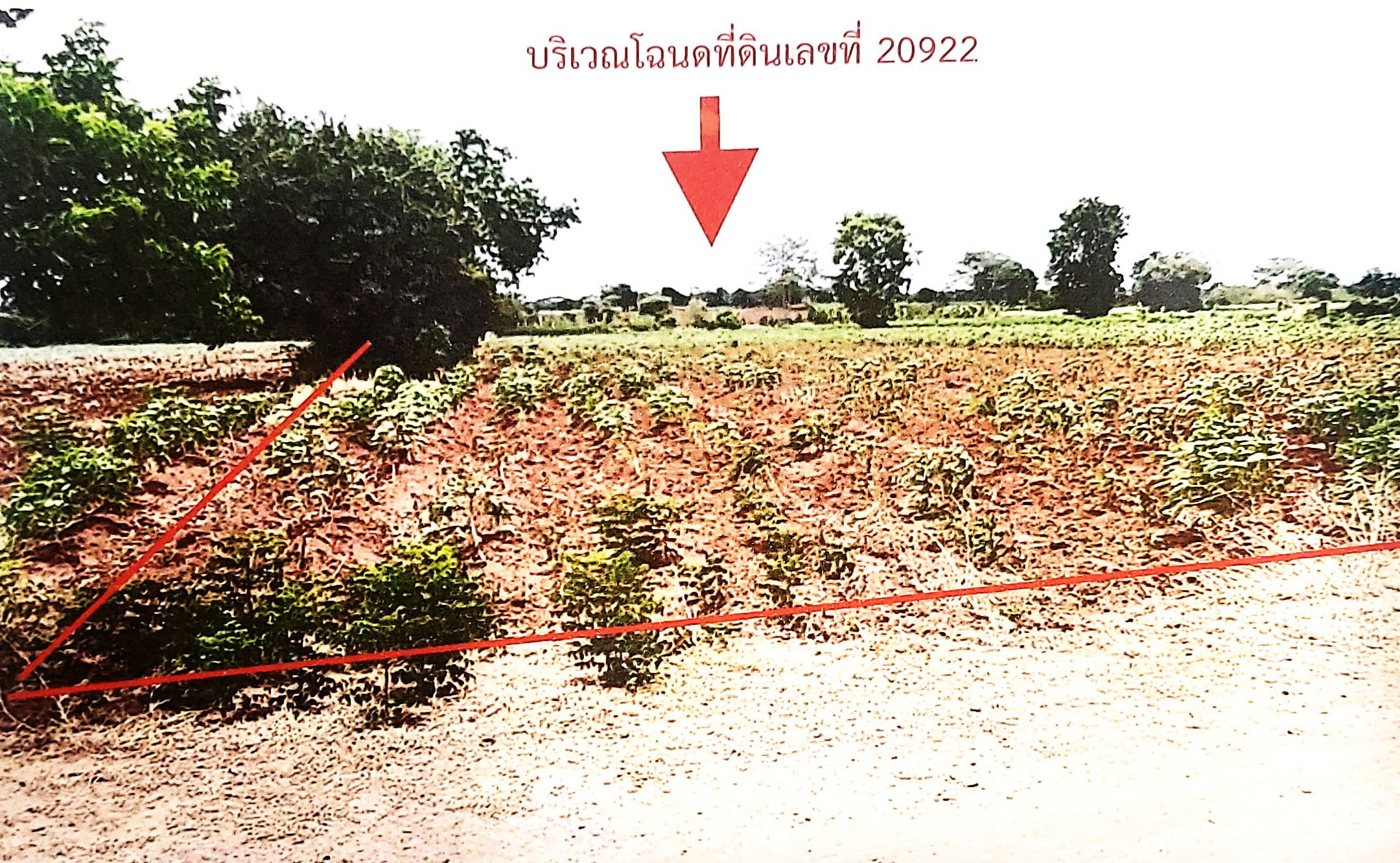 รูปที่ดินว่างเปล่า บุ่งขี้เหล็ก สูงเนิน นครราชสีมา