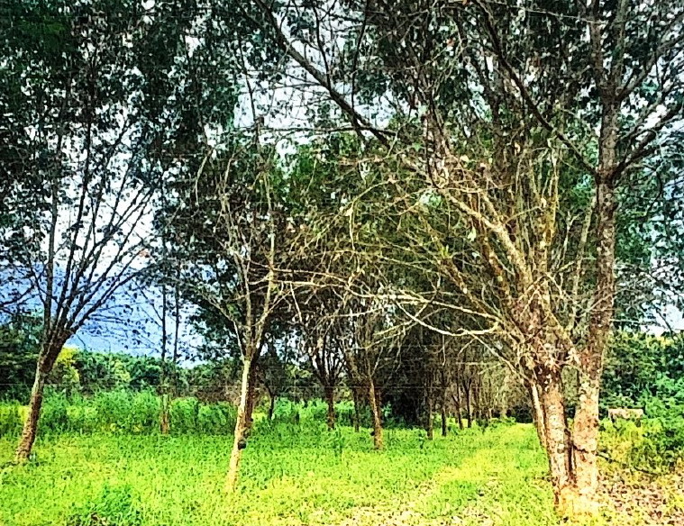 รูปที่ดินว่างเปล่า น้ำแวน เชียงคำ พะเยา
