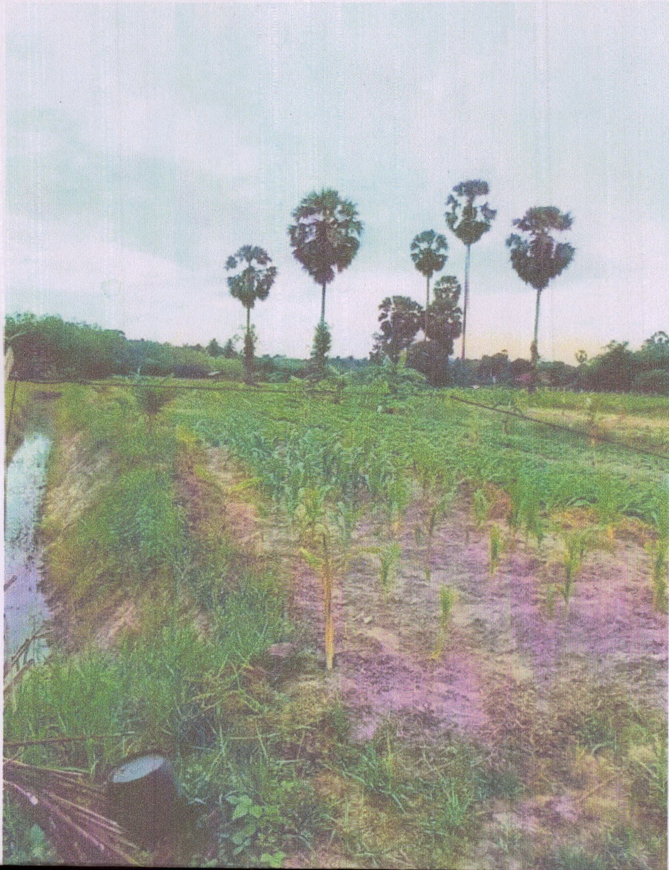 รูปที่ดินว่างเปล่า พะวง เมืองสงขลา สงขลา