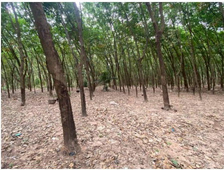 รูปที่ดินว่างเปล่า ภูสิงห์ สหัสขันธ์ กาฬสินธุ์