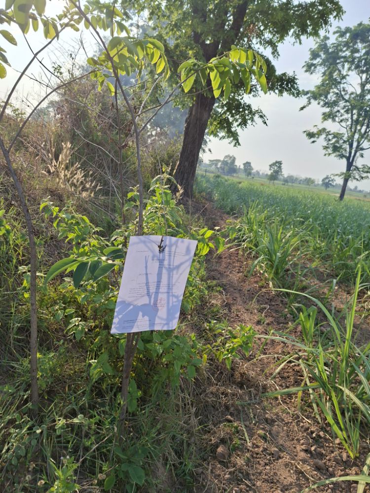 รูปที่ดินว่างเปล่า กุดปลาดุก ชื่นชม มหาสารคาม
