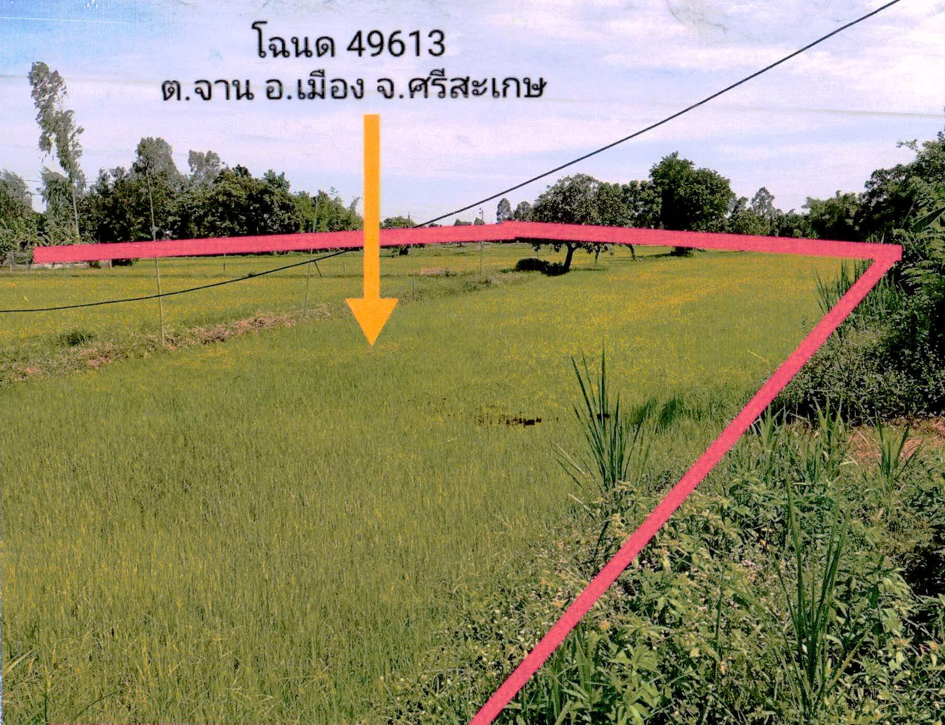 รูปที่ดินว่างเปล่า จาน เมืองศรีสะเกษ ศรีสะเกษ