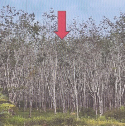 รูปที่ดินว่างเปล่า คลองหอยโข่ง คลองหอยโข่ง สงขลา